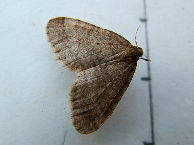Winter Moth
